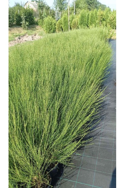 Рокитник ранній Боскоп Рубі (рубіновий) - 0,5-3л/вис.20-25см/Ø15-20см